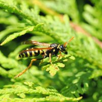 Просто оса :: Евгений Седов