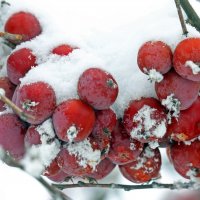 28 января :: Михаил Бибичков