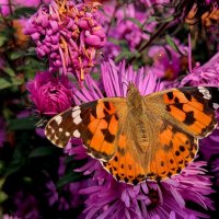 опять про бабочек...361 :: Александр Прокудин