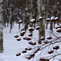 В парке :: Наталья Вязигина В парке :: Наталья Вязигина