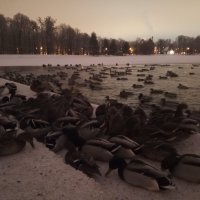 Утки :: Сапсан 