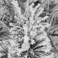 Зима в Калининграде :: Михаил Свиденцов