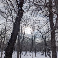 Скупое Солнце :: Андрей Хлопонин