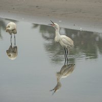 Перуанская авифауна в кадре :: Svetlana Galvez