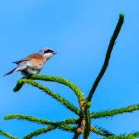 Жулан :: Владимир Лазарев