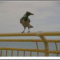 Израиль * Хайфа* Бат Галим. Угощай и я станцую  27.1.2026г :: ujgcvbif 