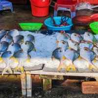 Свежая рыба :: Dmitry i Mary S