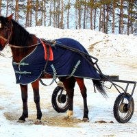 К соревнованиям готова. :: nadyasilyuk Вознюк