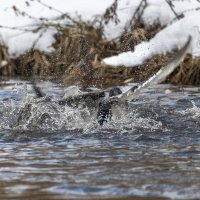 драка селезней. :: юрий макаров