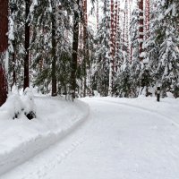 Зимний лес. :: Милешкин Владимир Алексеевич 