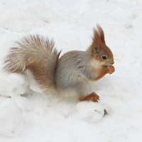 Зимой :: PRP Зимой :: PRP