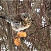 Дрозд. :: Валерия Комова