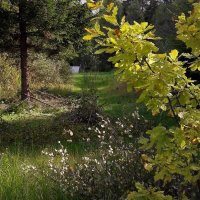 МОЛОДОЙ ДУБОК :: Виктор Никитенко