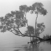 туман :: VikArt 