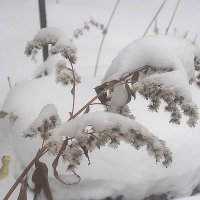 Зимнее :: Елена Семигина Зимнее :: Елена Семигина