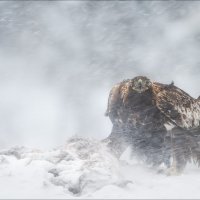 Метель .. :: Влад Соколовский