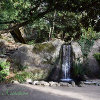 Природа Крыма :: Amazing Cosmea