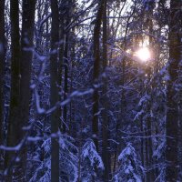 Три ёлки. :: Константин Белоногов