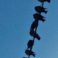 Сидельцы :: Натали 