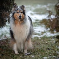 Долли :: Referee (Дмитрий) Долли :: Referee (Дмитрий)