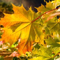 Кленовый листик напросвет :: Николай Зиновьев