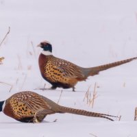 3 :: Сергей Флетчер 3 :: Сергей Флетчер