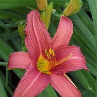 Лилейник :: Freddy 97