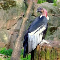 Андский кондор :: Сергей Карачин