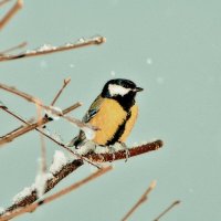 Синица. :: евгений 