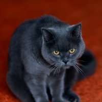 Степан :: Вячеслав Алтай