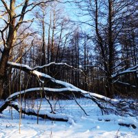 В заснеженном парке :: Aida10 