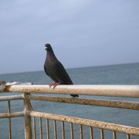 Израиль * Хайфа* Бат Галим. 27.1.2026 :: ujgcvbif 