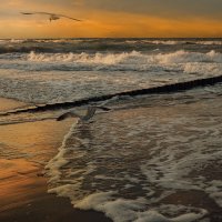 Балтийское море :: Лилия .