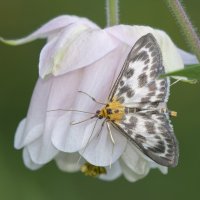 ... :: civettina ...