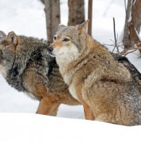 29 января волки в зоопарке :: Михаил Бибичков