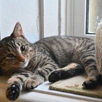 "Скумбрия" он же Гоша... :: Вадим 