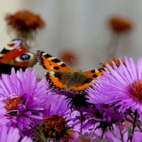 опять про бабочек...366 :: Александр Прокудин