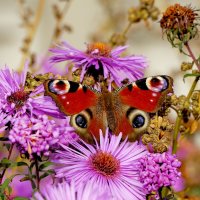 опять про бабочек...368 :: Александр Прокудин