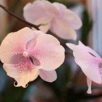 Моя коллекция орхидей :: Irene Irene