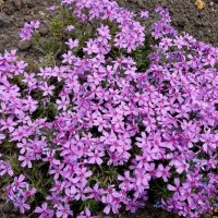 Скоро весна, ждите ее :: Татьяна Пальчикова Скоро весна, ждите ее :: Татьяна Пальчикова