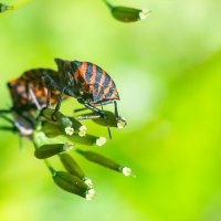 Полосатый  клоп :: Владимир Лазарев
