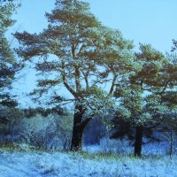 Зимние сосны :: Людмила Смородинская Зимние сосны :: Людмила Смородинская