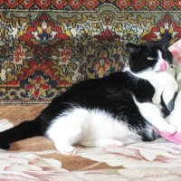 Отмывается после прогулки :: Людмила Смородинская