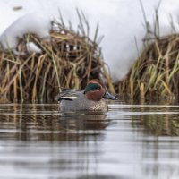 чирок свистунок :: юрий макаров