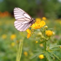 .. :: Сергей Соколкин.