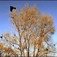 Слёт "санитаров города" :: Ольга Довженко