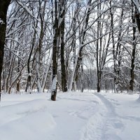 Зимний парк. :: Милешкин Владимир Алексеевич Зимний парк. :: Милешкин Владимир Алексеевич