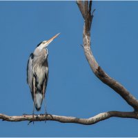 Серая цапля :: Александр Григорьев Серая цапля :: Александр Григорьев