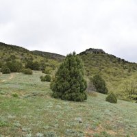 Природа Крыма :: Amazing Cosmea