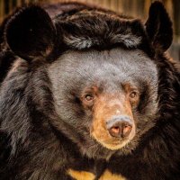 Челси :: аркадий 